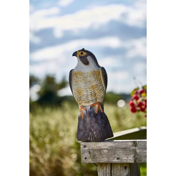 Slechtvalk Als Vogelverjager - 35 Cm 4 Slechtvalk Als Vogelverjager - 35 Cm - Afbeelding 2