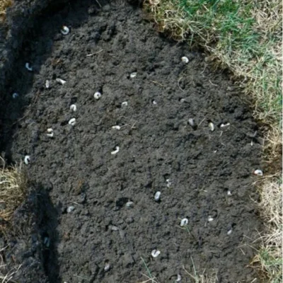 DCM Heteri-Guard - Aaltjes Tegen Engerlingen In Gazon - Voor 100 M² -Plant Zorg Winkel aaltjes tegen engerlingen 100 m 1540634989 2 600