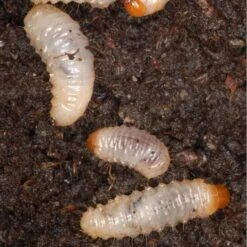 DCM Kraussi-Guard - Aaltjes Tegen Larven Van De Taxuskever - 100 M² 5 DCM Kraussi-Guard - Aaltjes Tegen Larven Van De Taxuskever - 100 M² -Plant Zorg Winkel aaltjes tegen taxuskeverlarven 100 m 1494520154 1 600