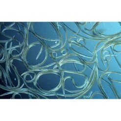 Aquanemix 1.25 V - Doseersproeier Voor Aaltjes -Plant Zorg Winkel auquanemix 125 v doseersproeier 1497858309 1 600