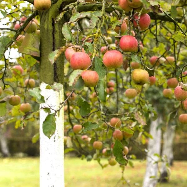 DCM Bomenwitsel Tegen Vorstscheuren En Zonnebrand 4 DCM Bomenwitsel Tegen Vorstscheuren En Zonnebrand - Afbeelding 2