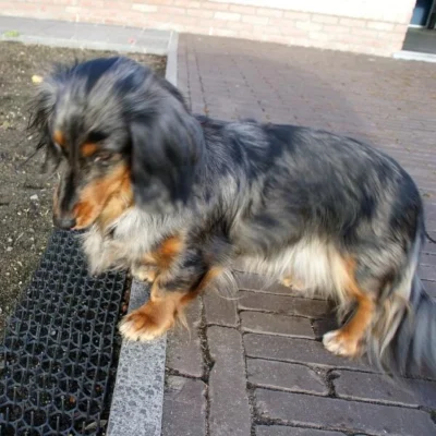 Dierenwerende Rasters - Anti-graven - Set Van 2 Stuks -Plant Zorg Winkel dierenwerende matten 1543585595 2 600