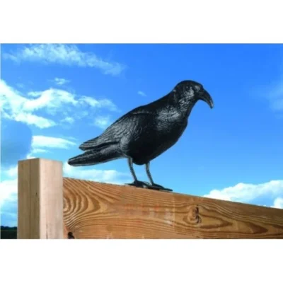 Duivenverjager Kraai