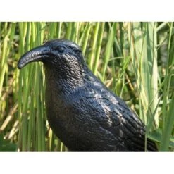 Duivenverjager Kraai 9 Duivenverjager Kraai -Plant Zorg Winkel duivenverjager kraai 1484053985 3 600