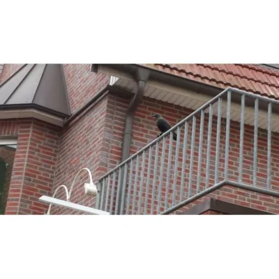 Duivenverjager Kraai -Plant Zorg Winkel duivenverjager kraai 1484053985 5 600