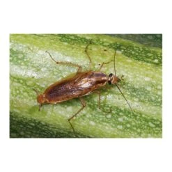 Kakkerlakkenval XL + Lokstof - Set Van 4 Stuks -Plant Zorg Winkel kakkerlakkenval xl lokstof 1499689639 3 600