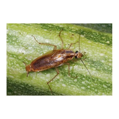 Kakkerlakkenval XL + Lokstof - Set Van 4 Stuks -Plant Zorg Winkel kakkerlakkenval xl lokstof 1499689639 3 600