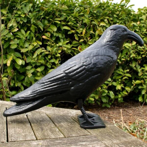 Duivenverjager Kraai Roepend 6 Duivenverjager Kraai Roepend - Afbeelding 4