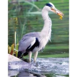 Vijver Schrikdraad Tegen Reigers En Katten
