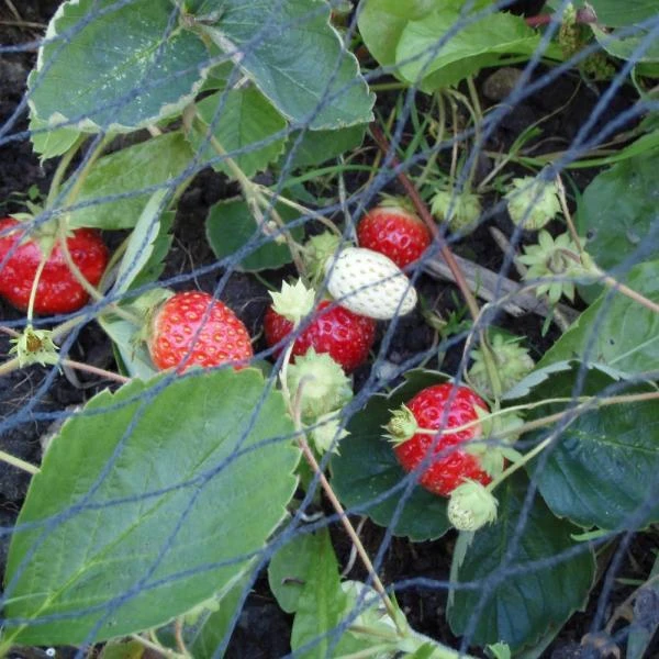 Tuinnet Grofmazig 10 × 10 M 3 Tuinnet Grofmazig 10 × 10 M