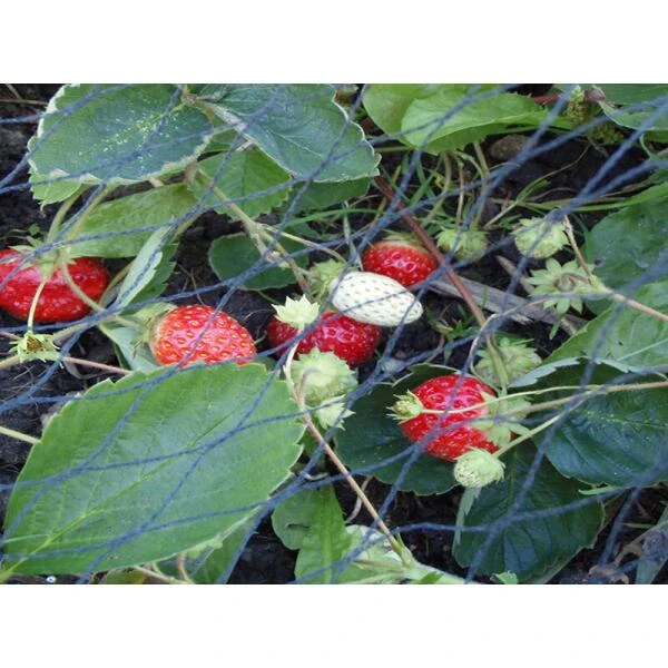 Tuinnet Grofmazig 5 × 5 M 3 Tuinnet Grofmazig 5 × 5 M