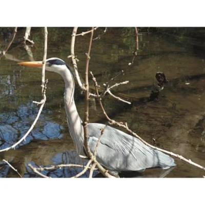 Vogelafschrik Vlaggen - Set Van 3 Stuks -Plant Zorg Winkel vogelafschrik vlaggen 1541778804 1 600