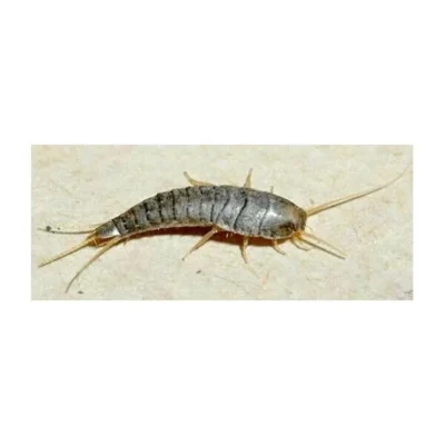 Zilvervisjes- En Papiervisjesvallen + Lokstof - Set Van 5 Stuks